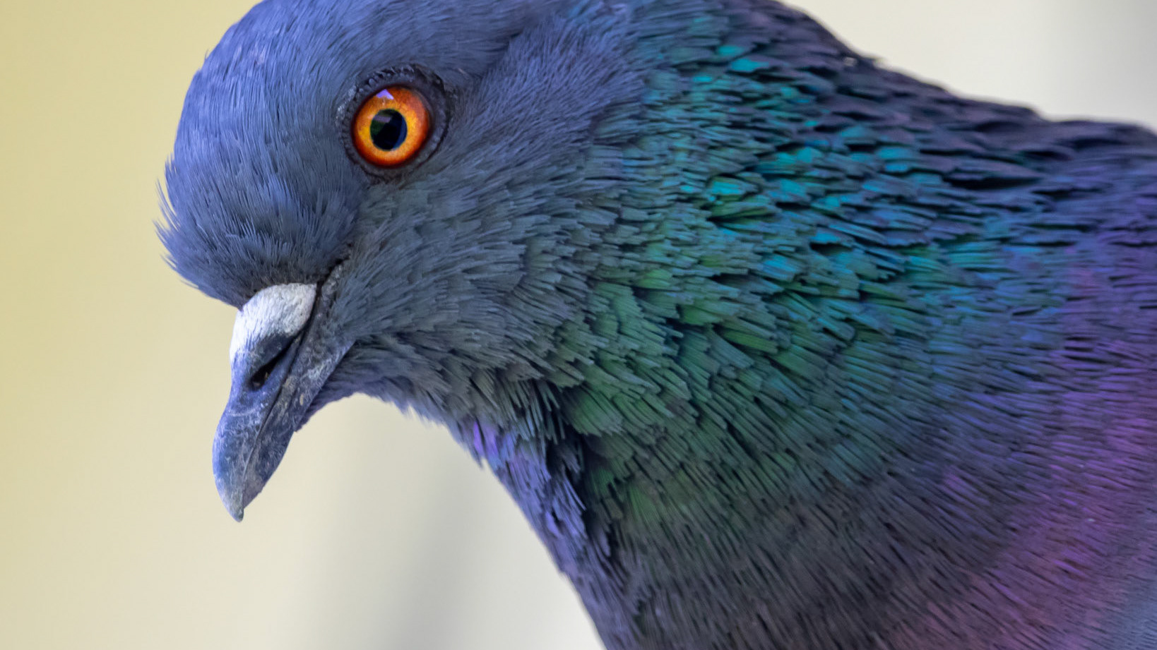 Birds